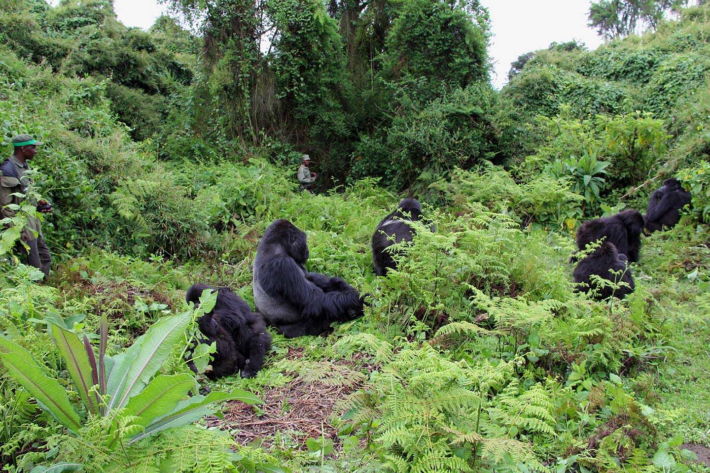 Where can visitors experience the Big Five in Rwanda?